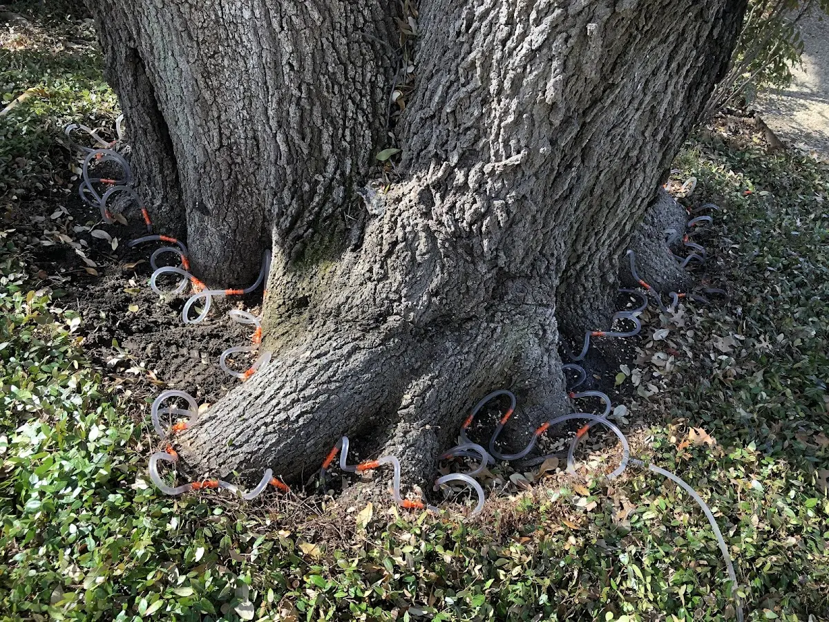 Detailed Tree Cabling and Bracing job site in Charleston