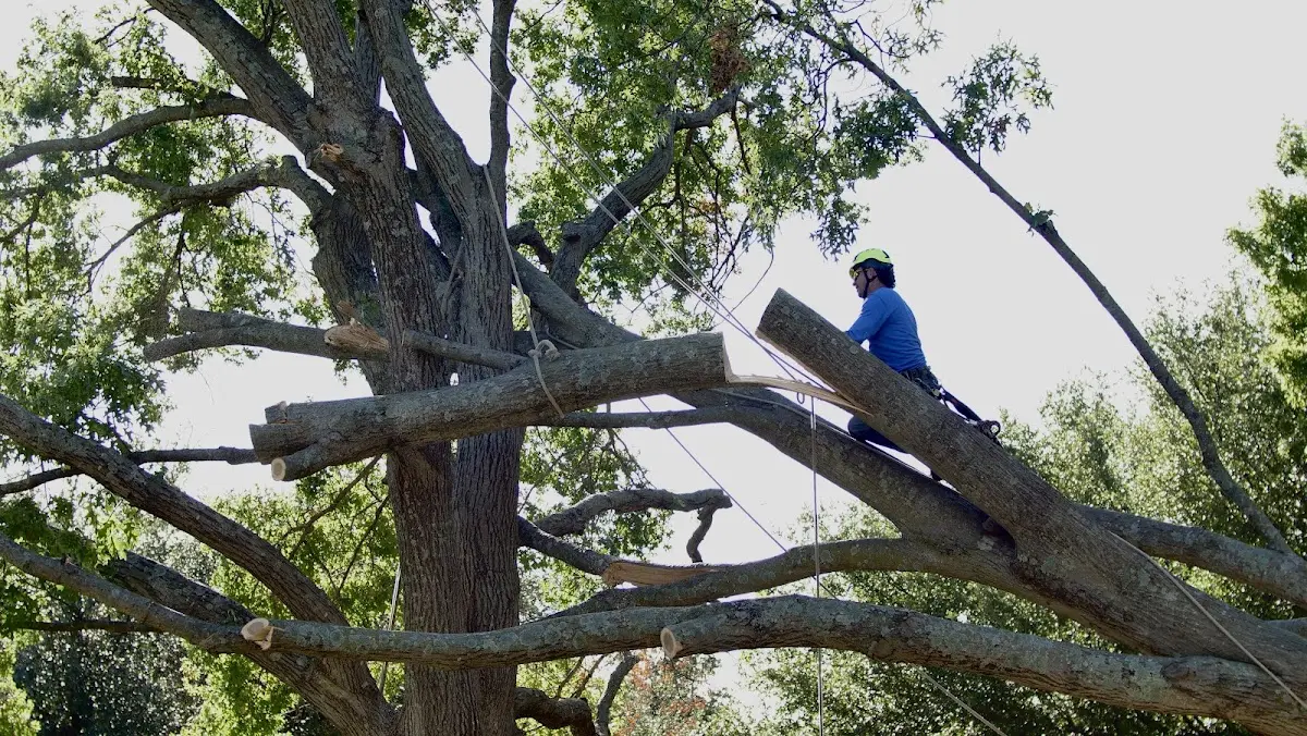 Professional Crown Thinning performed by certified arborists in Charleston